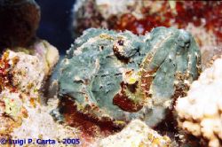 Yes, I'm a stone fish... what's your excuse? Sharm El She... by Luigi Carta 